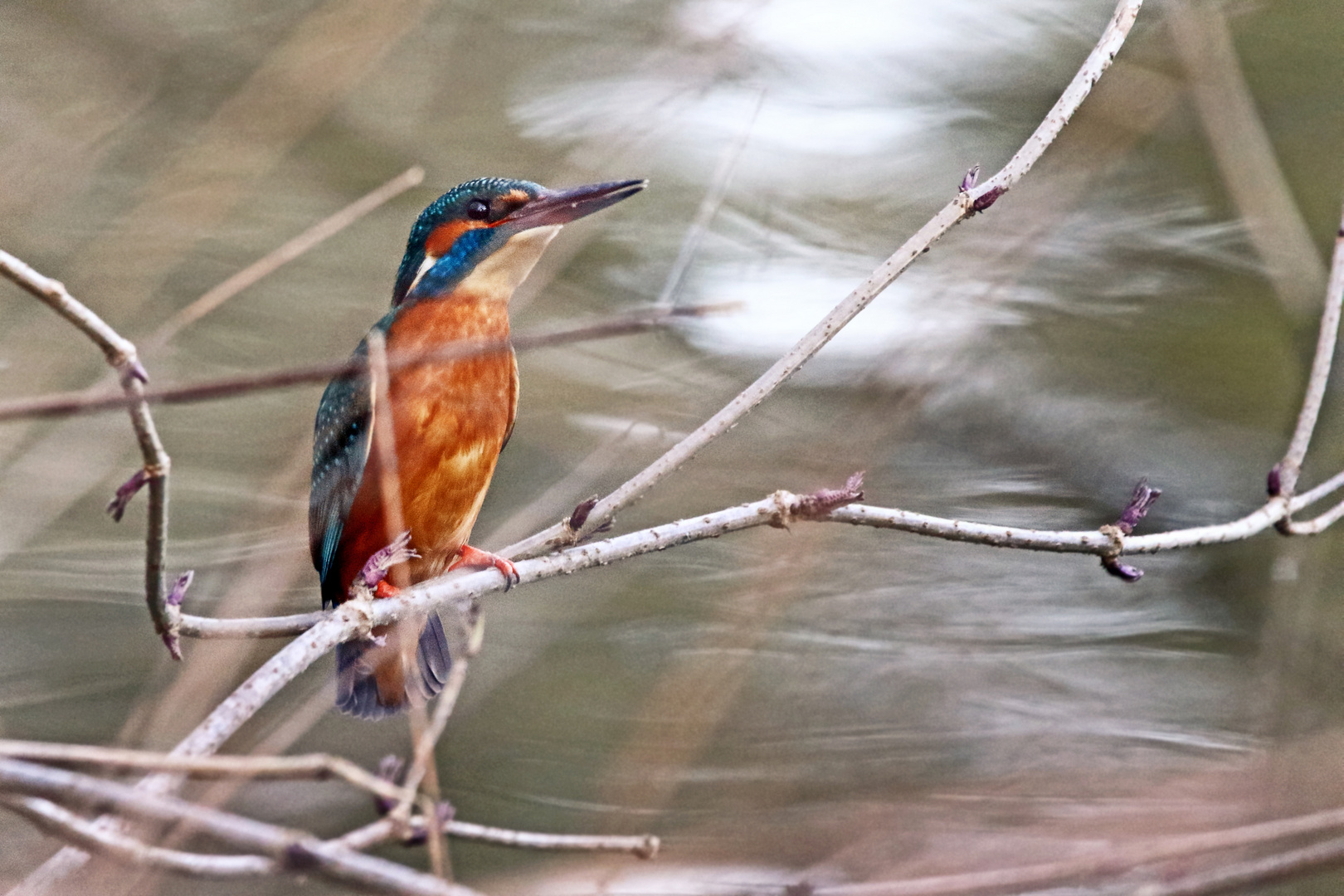 " EISVOGEL"