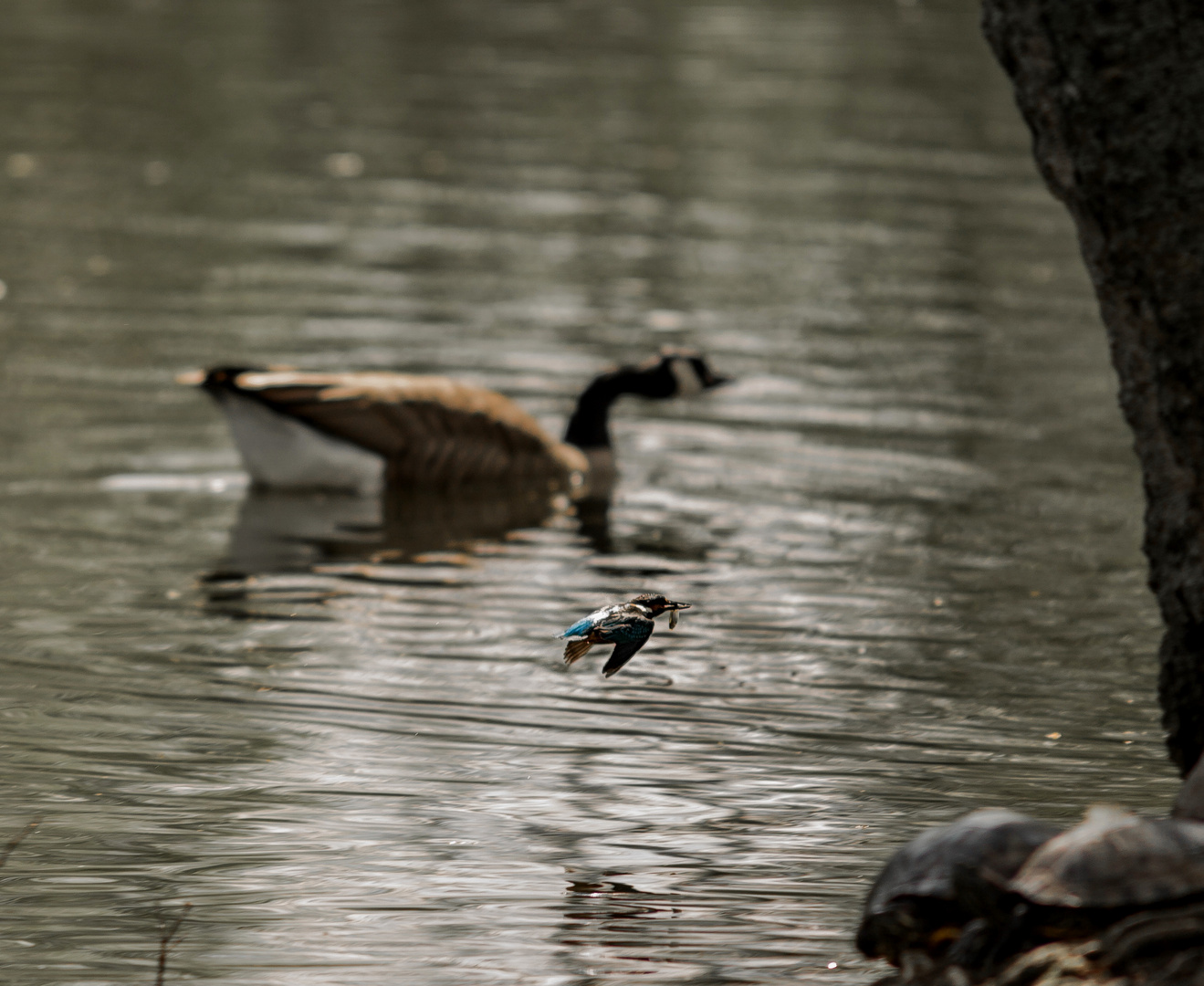 Eisvogel