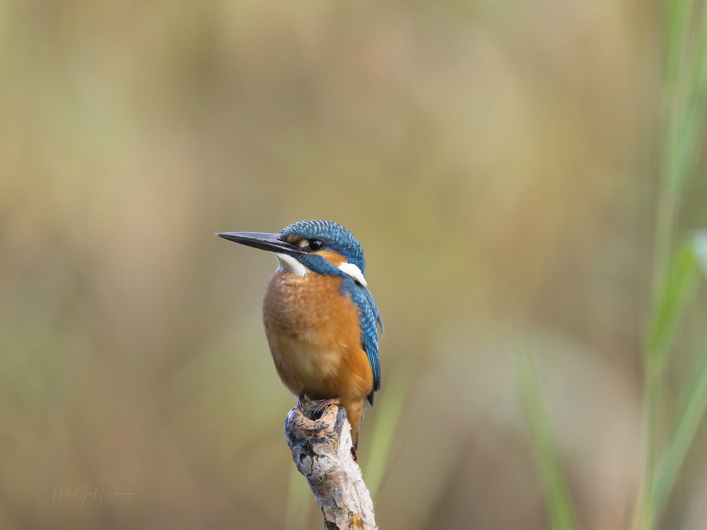 Eisvogel