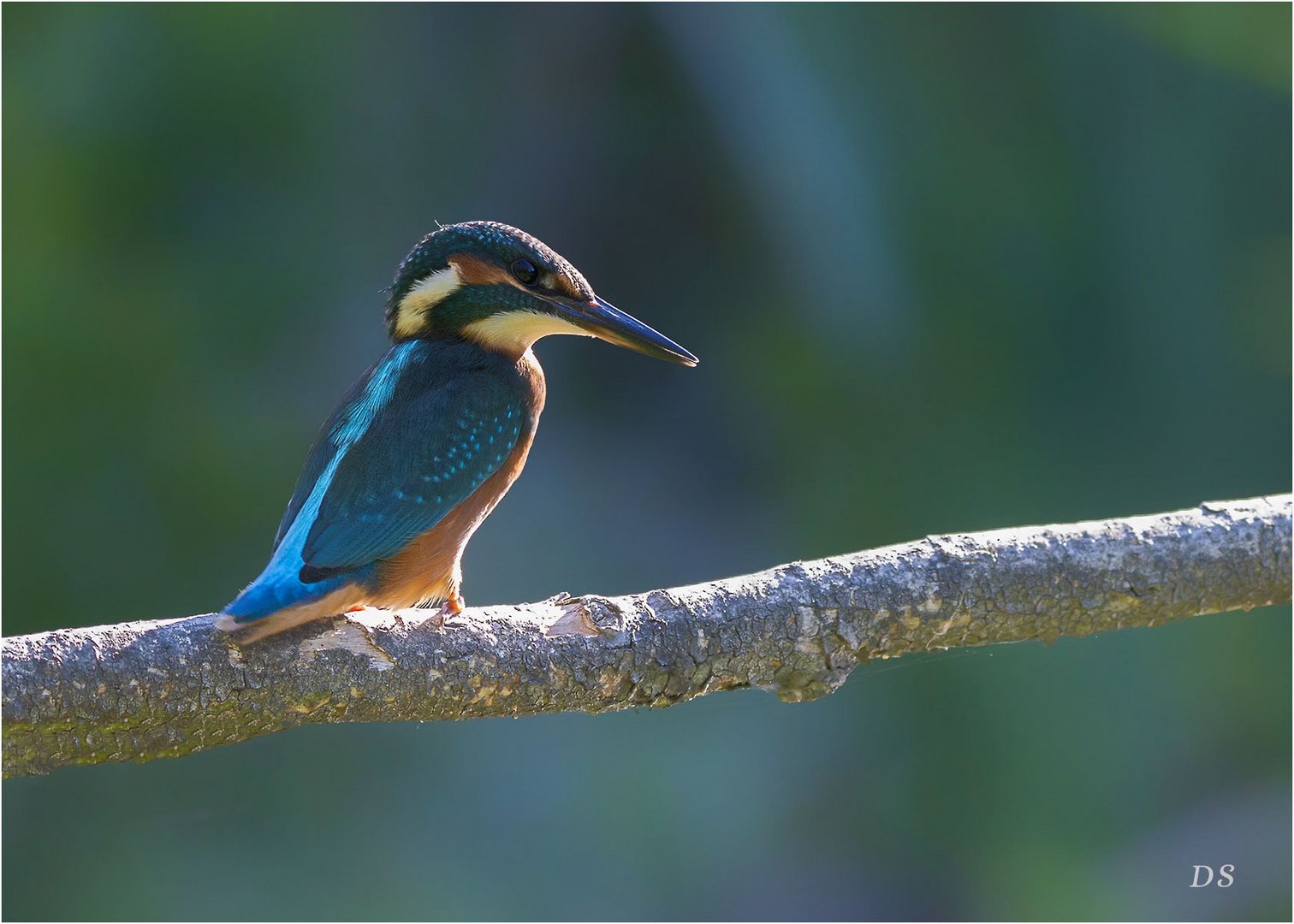 Eisvogel