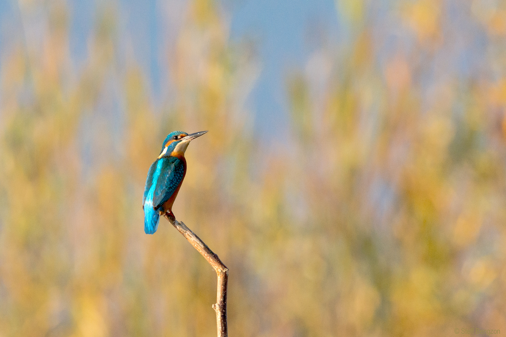 Eisvogel