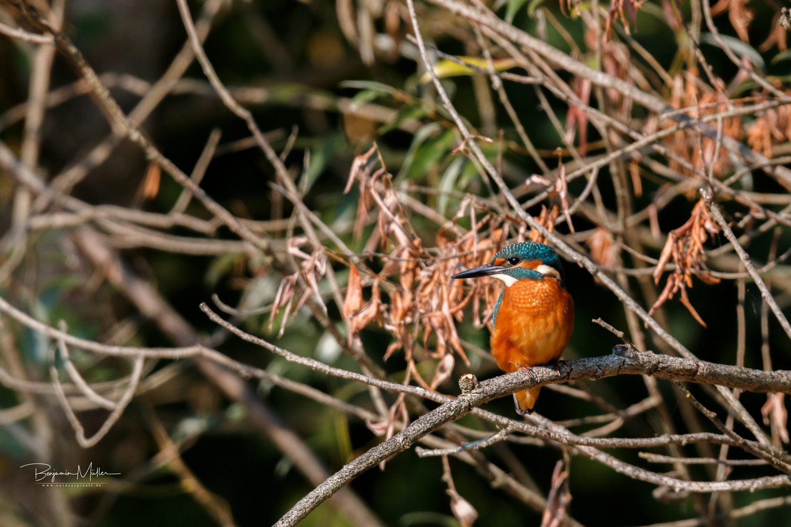 Eisvogel