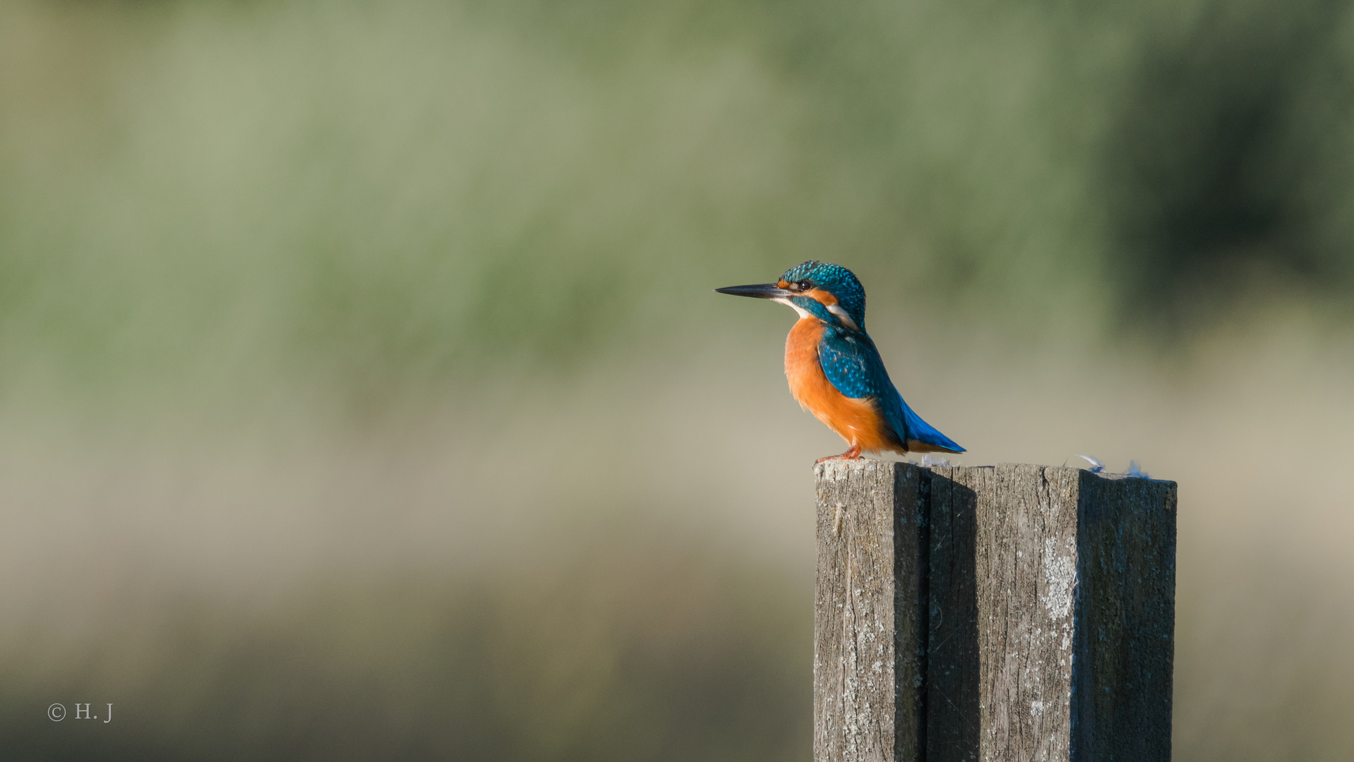 Eisvogel