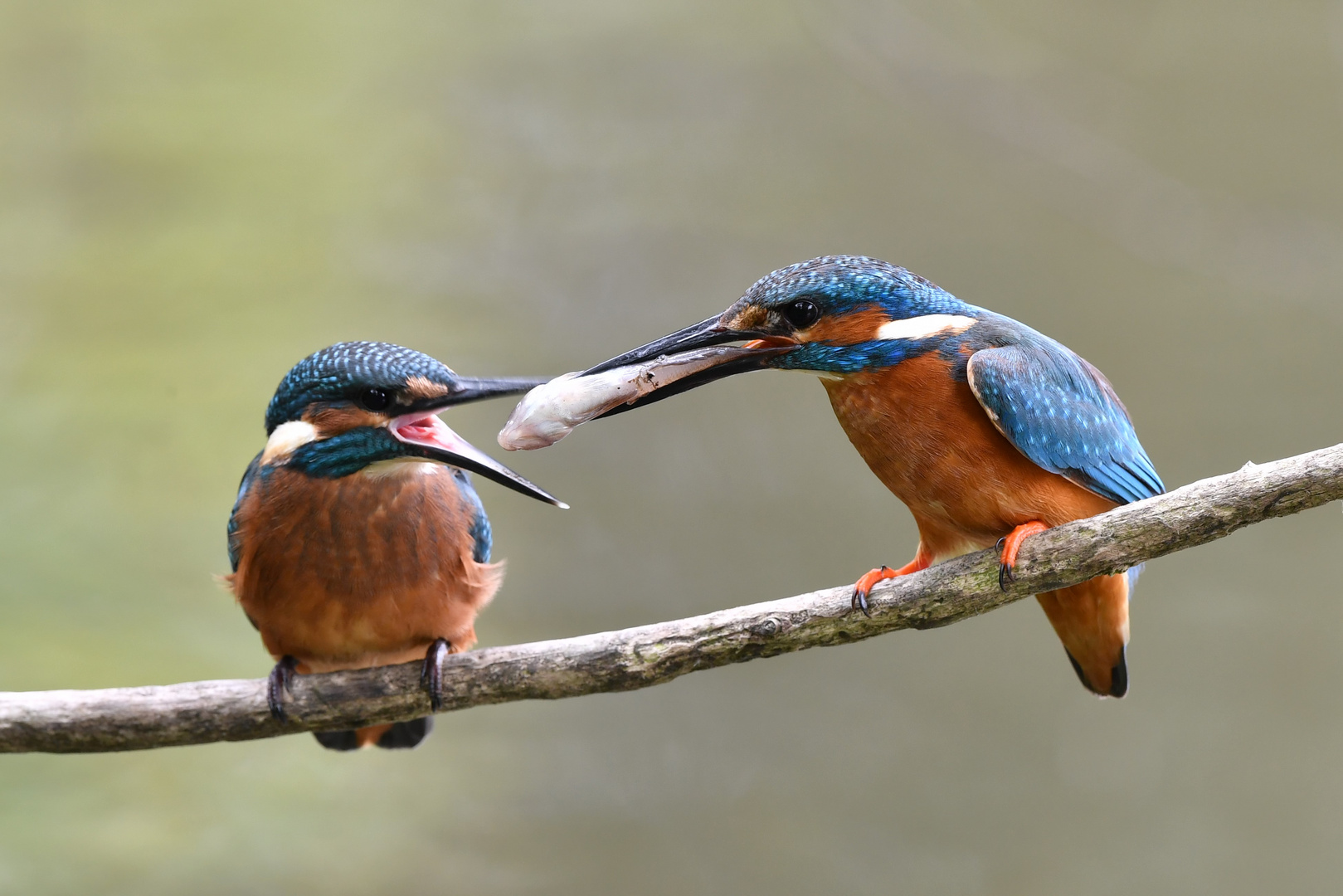 Eisvogel