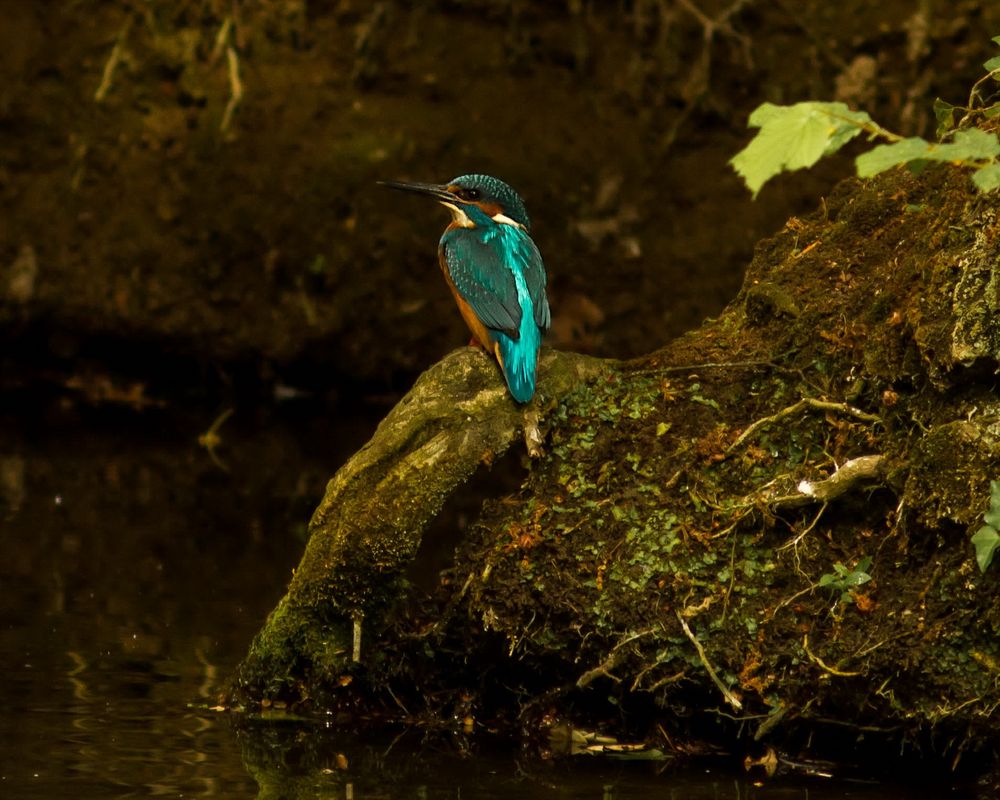 Eisvogel