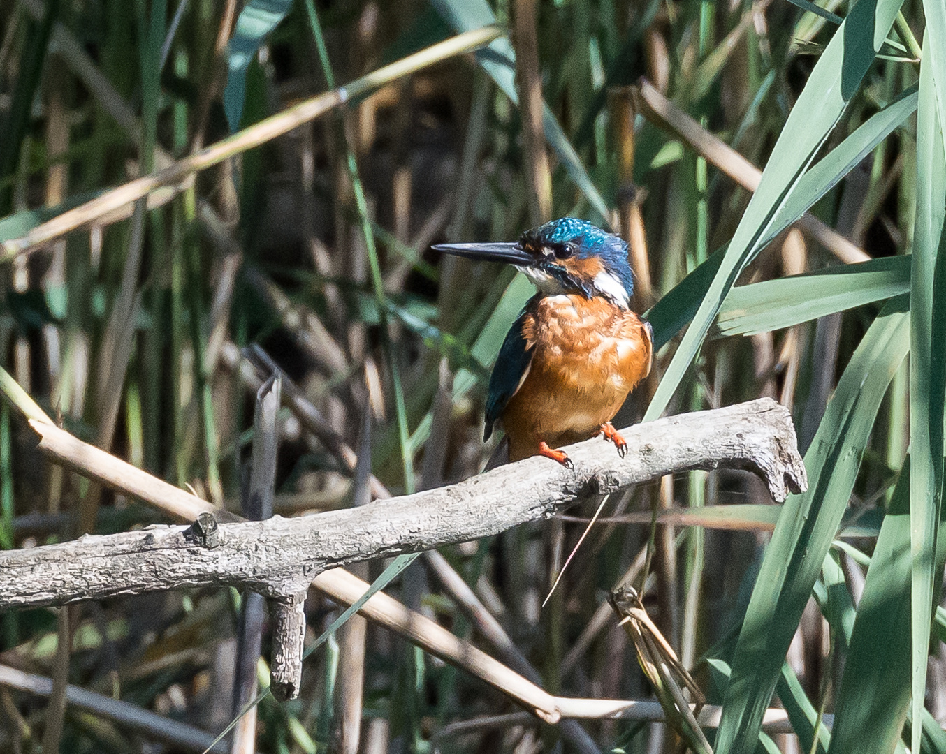 Eisvogel