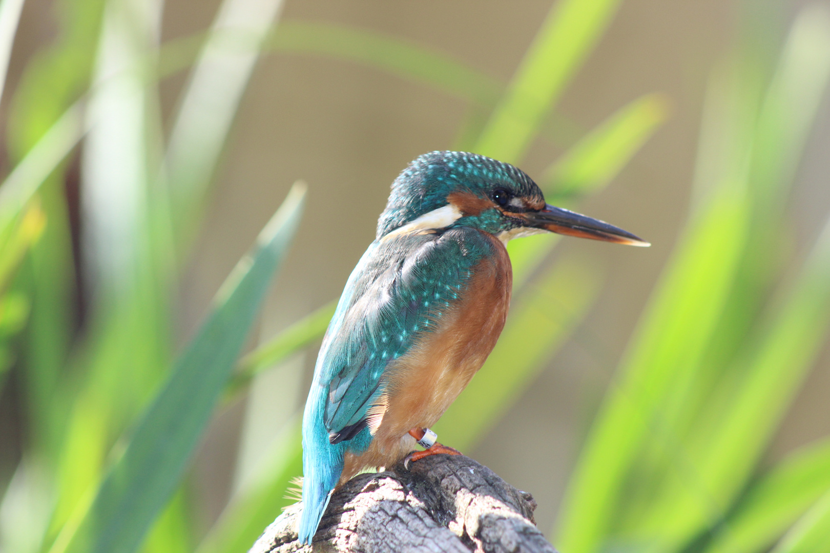 Eisvogel