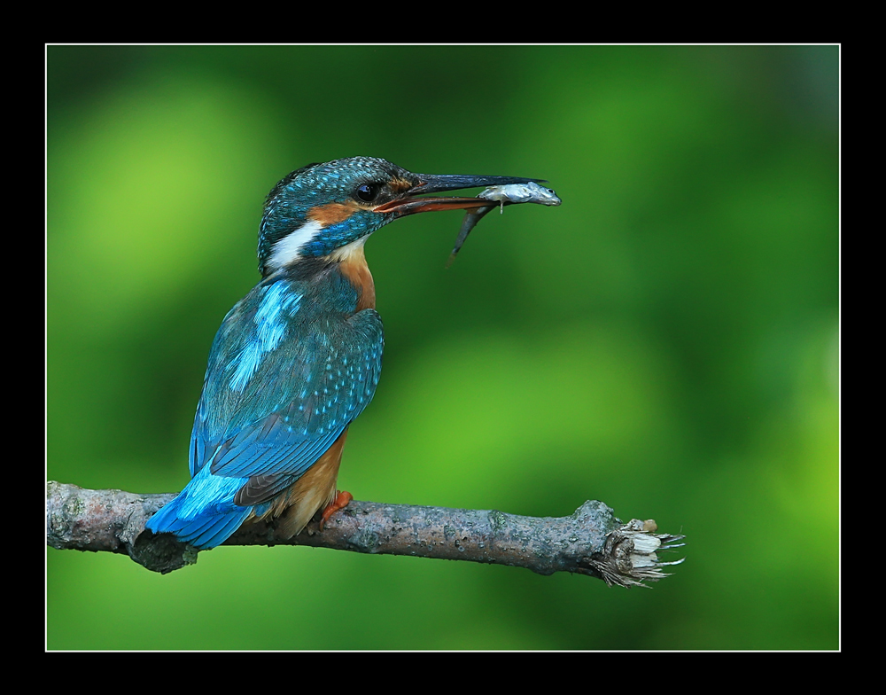 Eisvogel