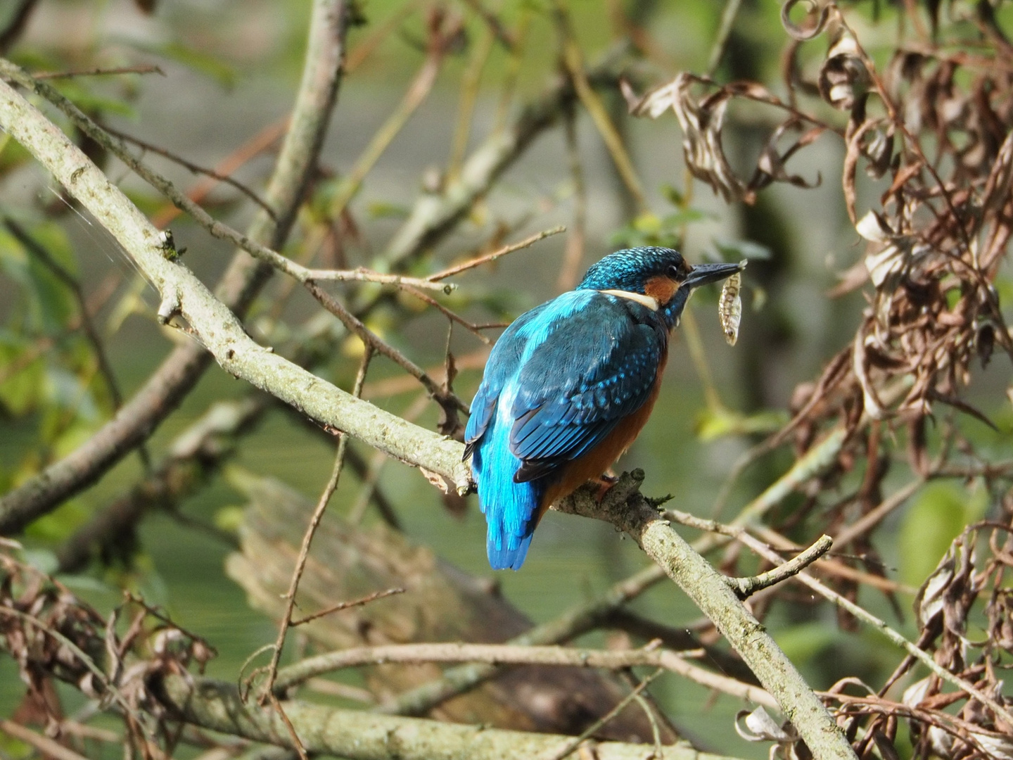 Eisvogel