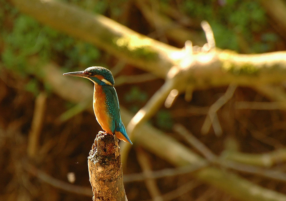 ~ Eisvogel ~