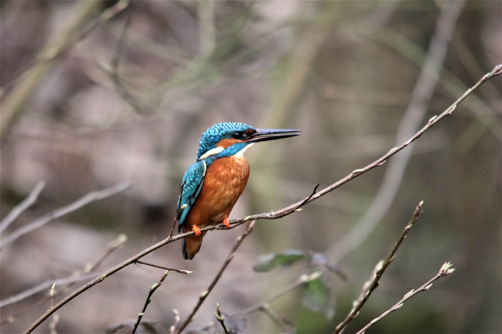 Eisvogel