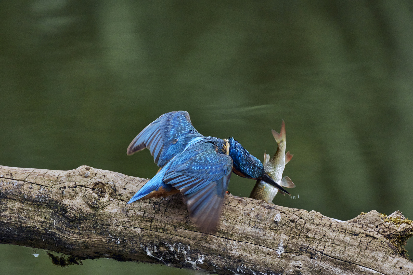 Eisvogel