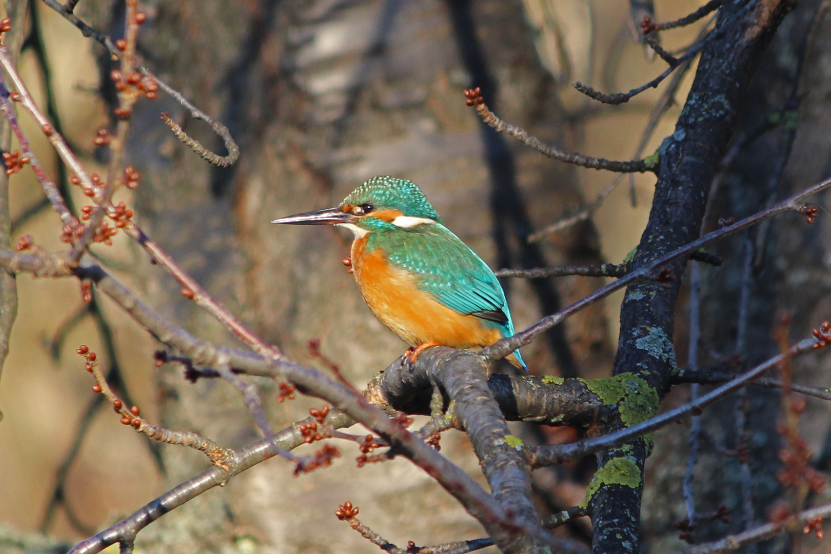 Eisvogel