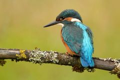 Eisvogel