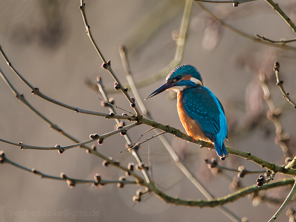 Eisvogel