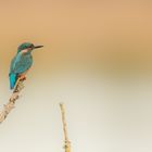 Eisvogel - abendlicher Ansitz