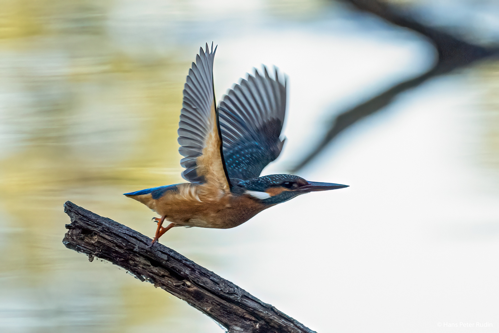 Eisvogel – Abflug