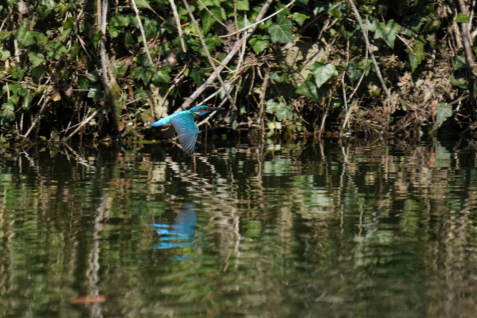 Eisvogel Abflug