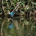 Eisvogel Abflug