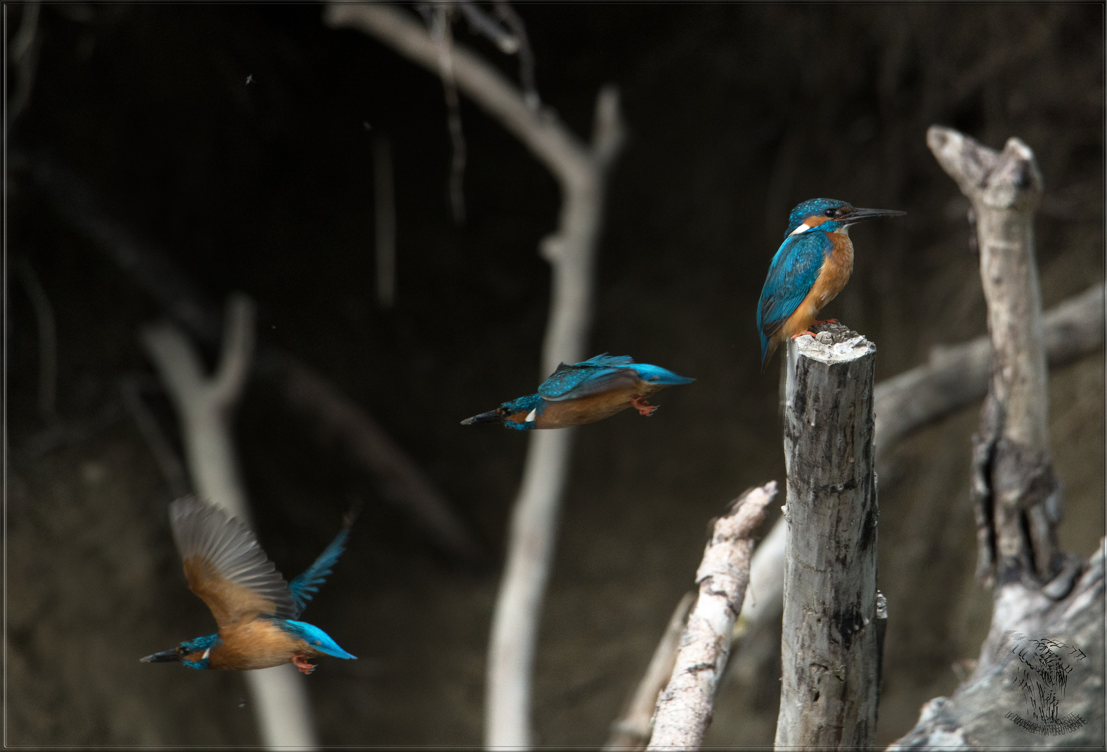 Eisvogel Abflug zur Bruthöhle