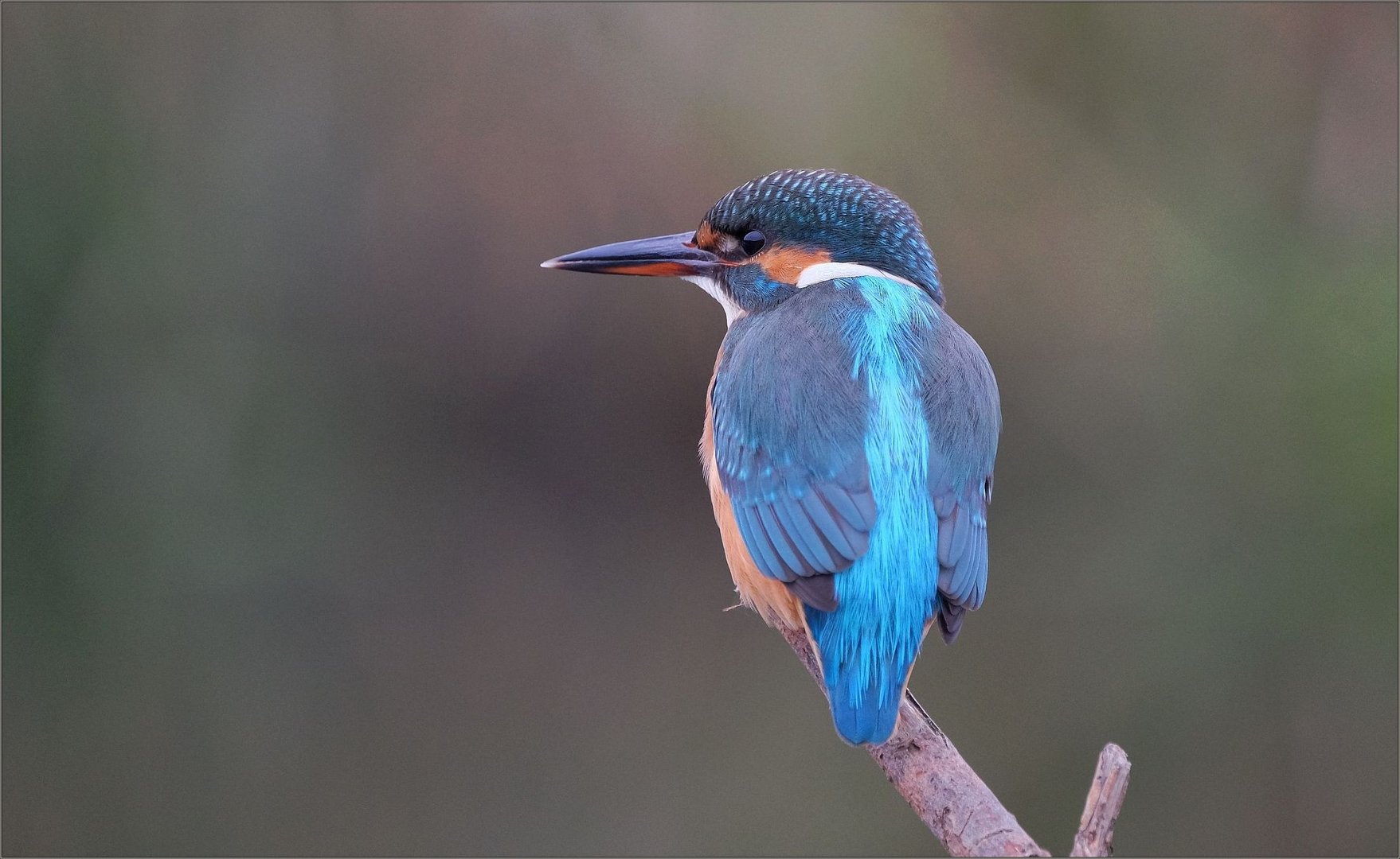 Eisvogel