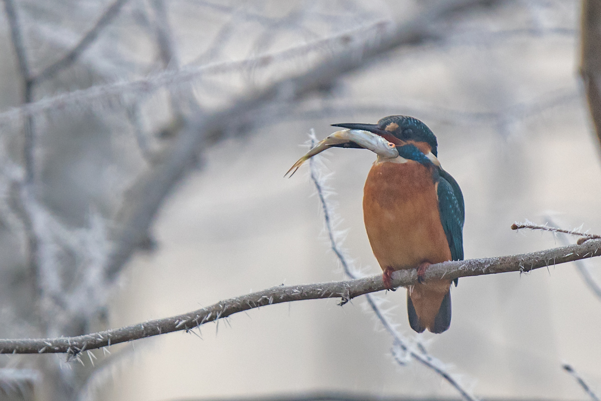 Eisvogel