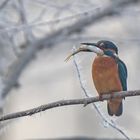 Eisvogel