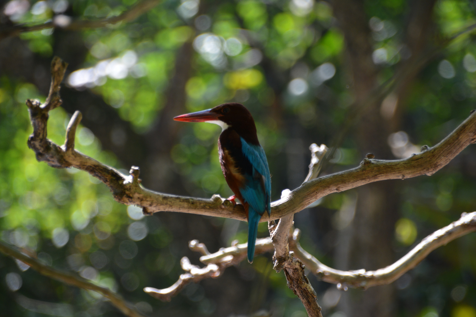 Eisvogel