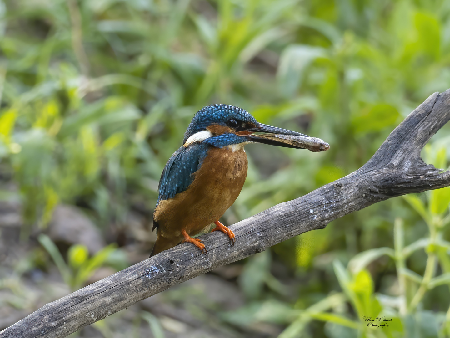 Eisvogel