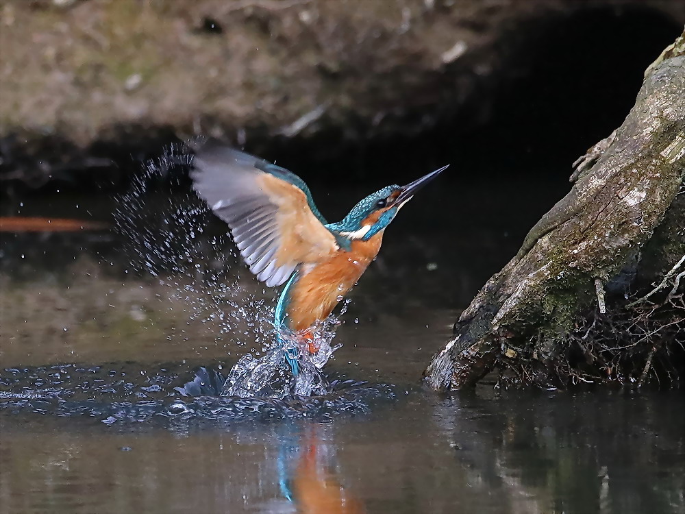 Eisvogel