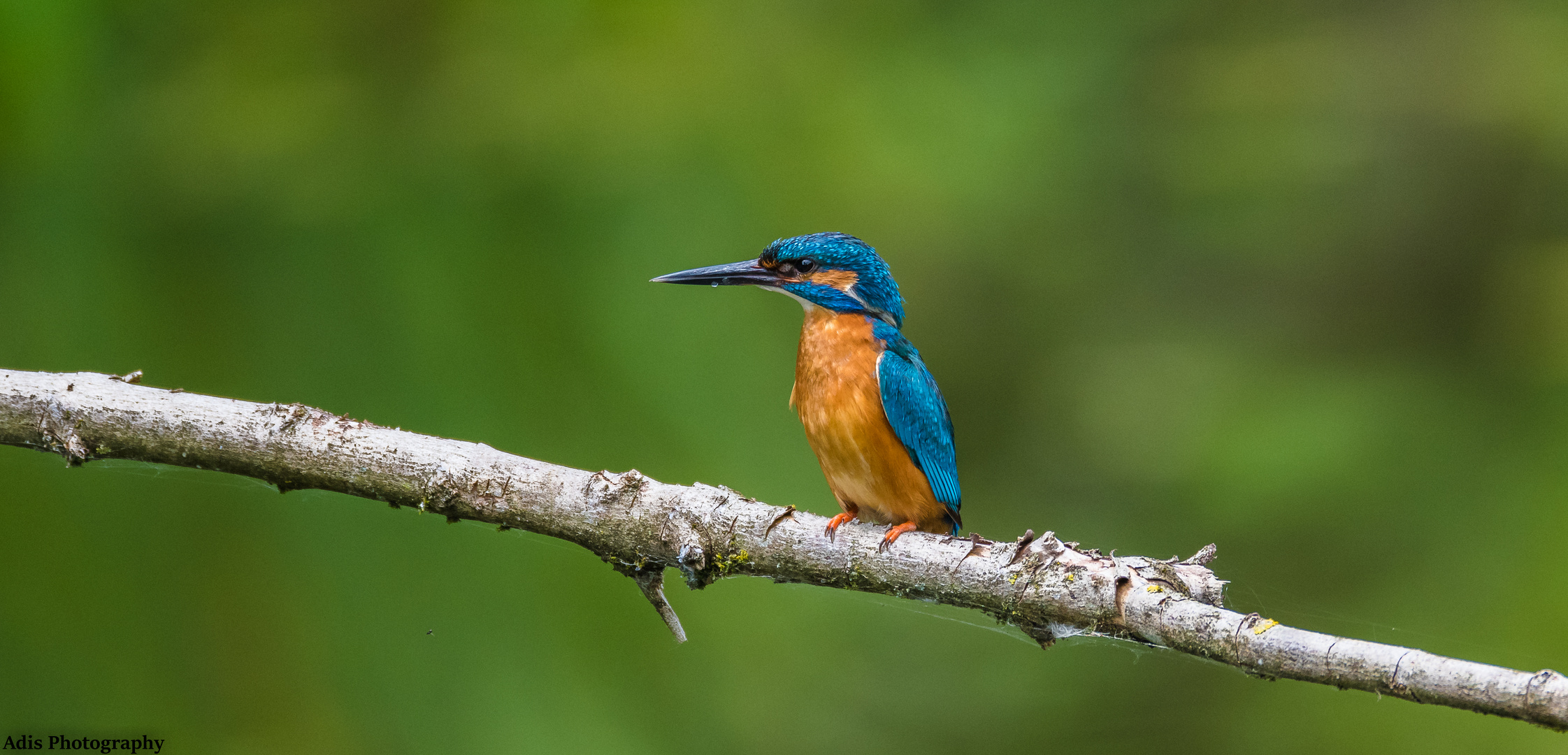 Eisvogel