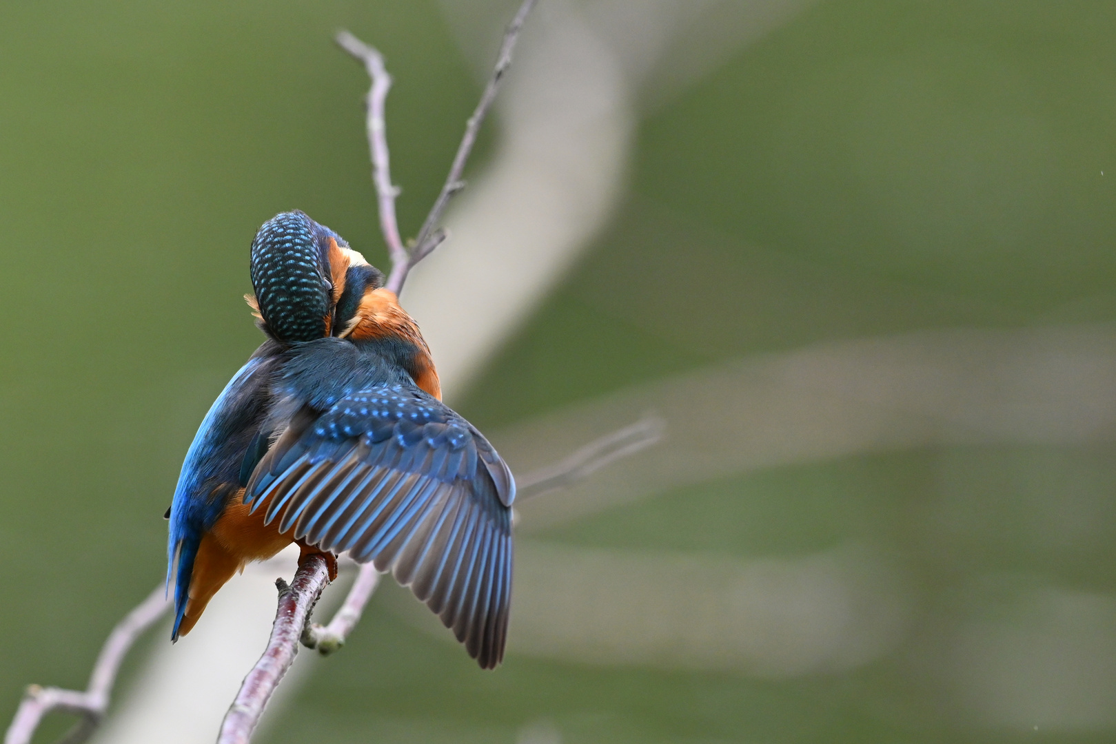 Eisvogel