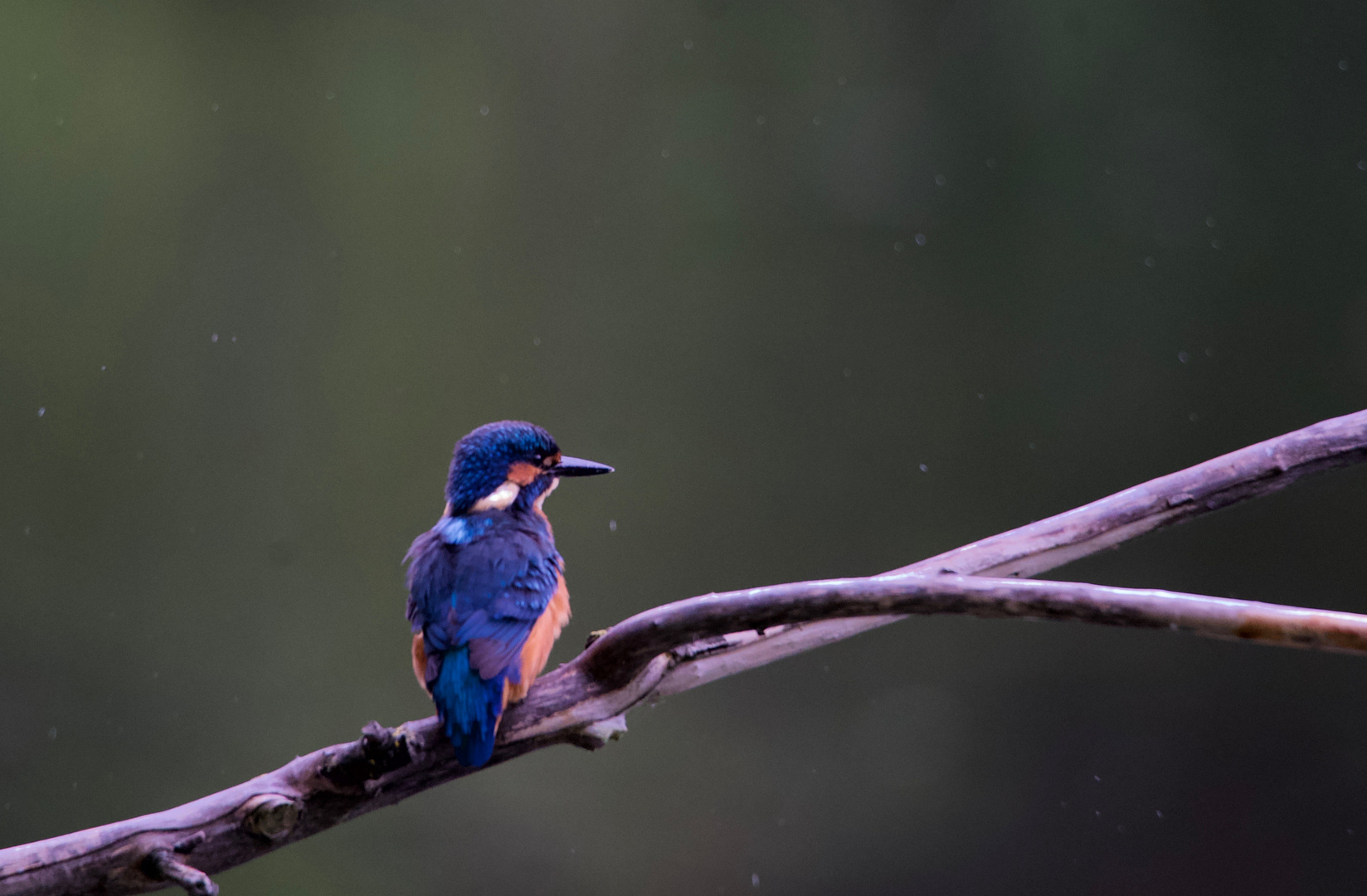 Eisvogel