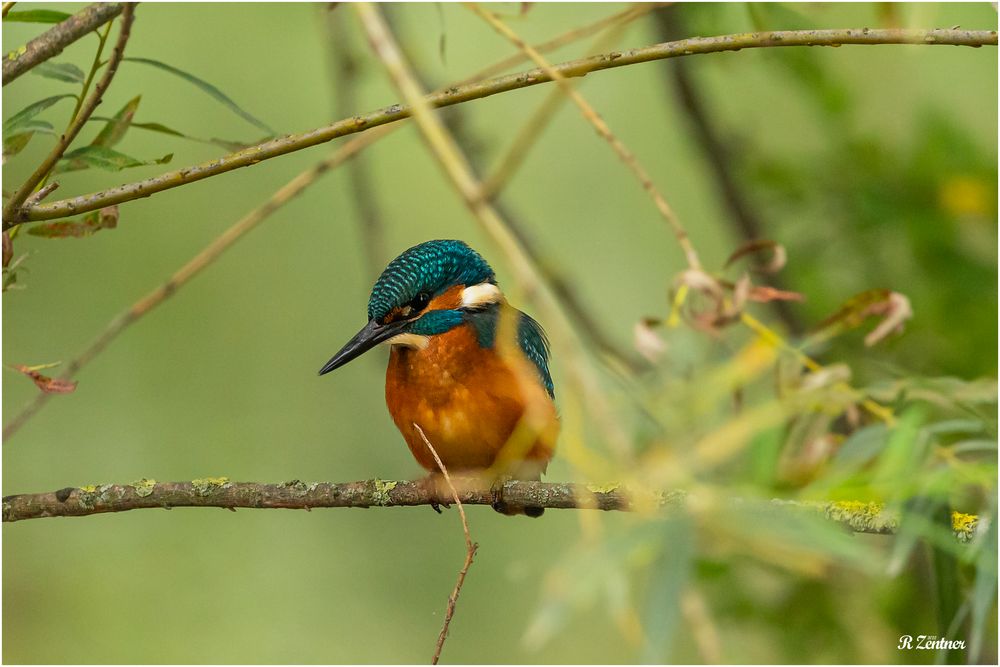 Eisvogel