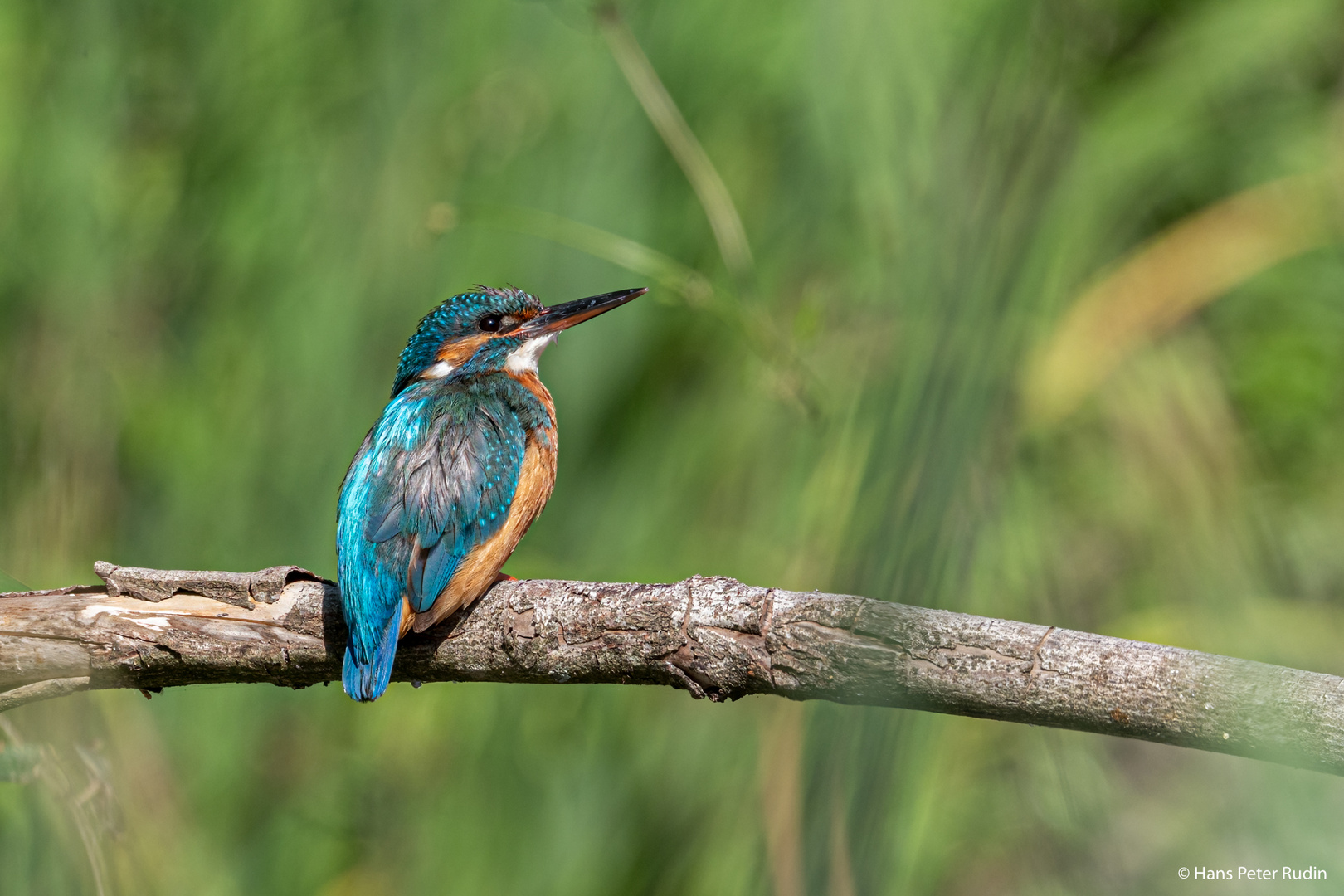 Eisvogel