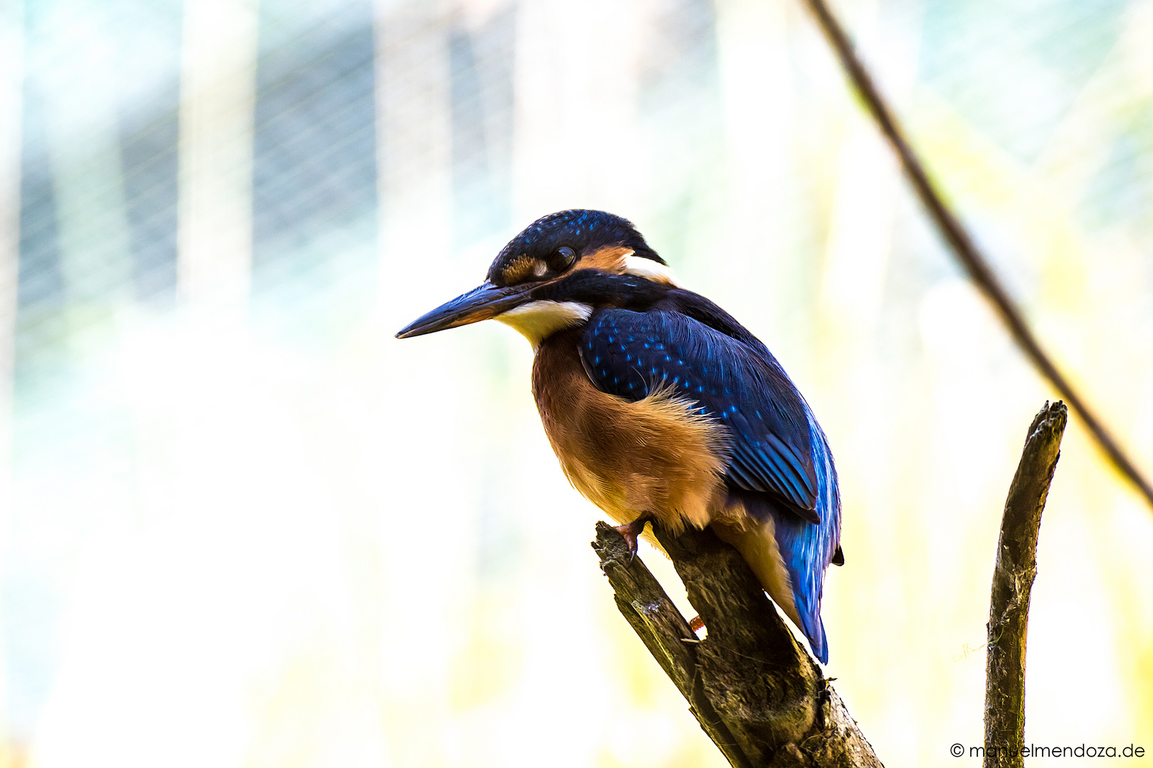 Eisvogel