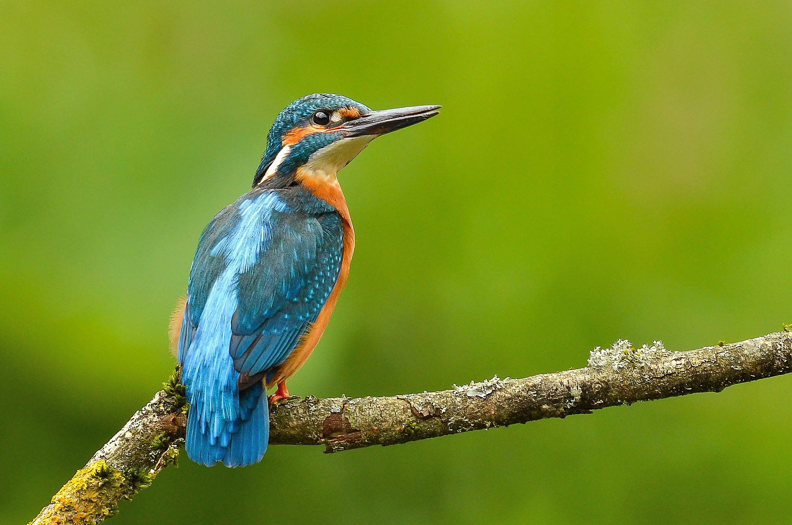 Eisvogel