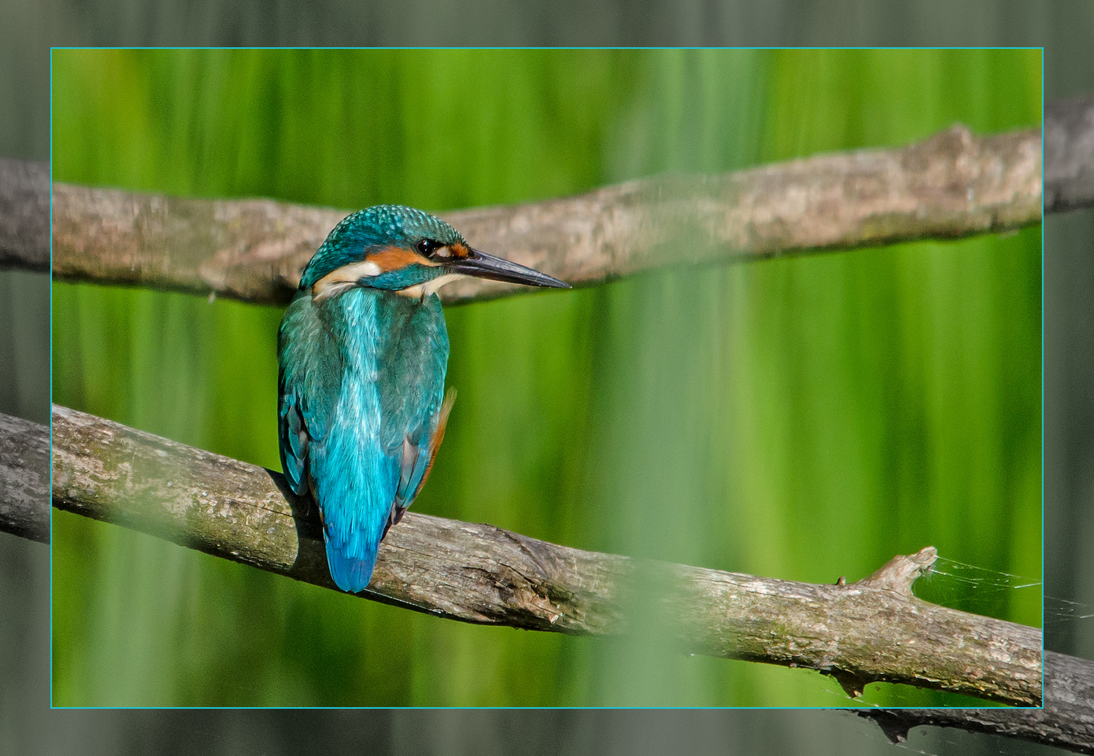 Eisvogel