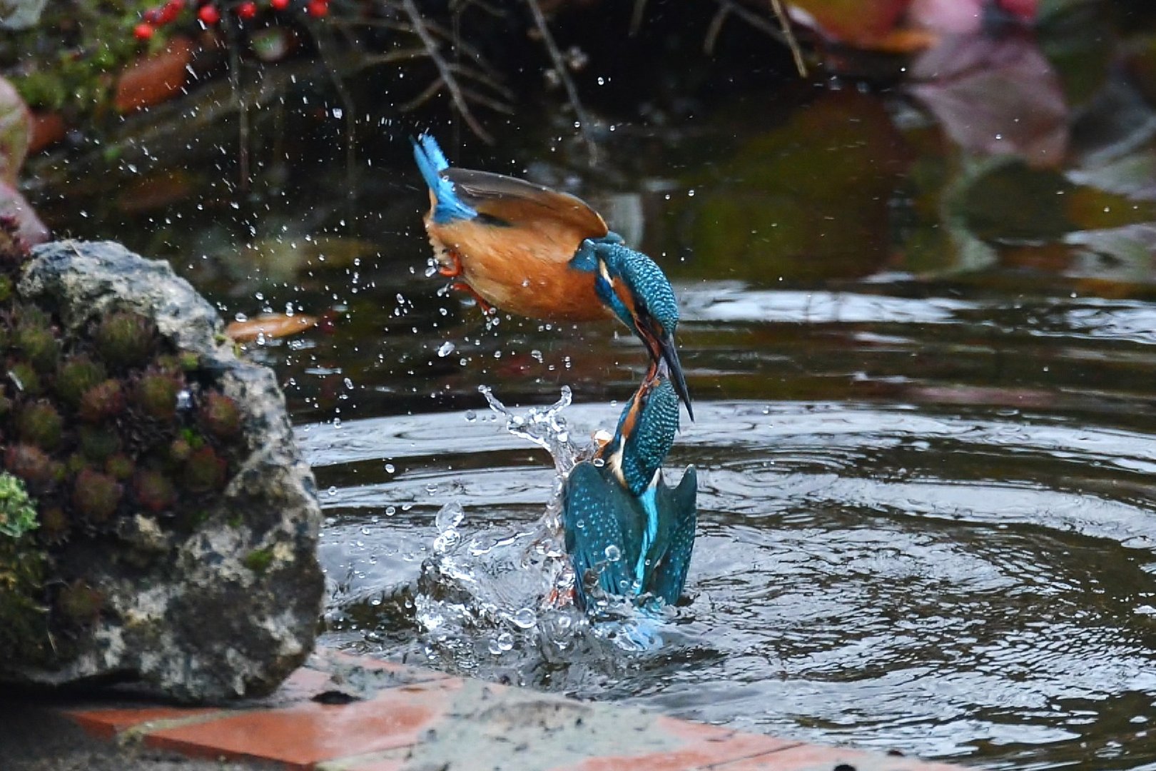 Eisvogel, alcedo athis  2