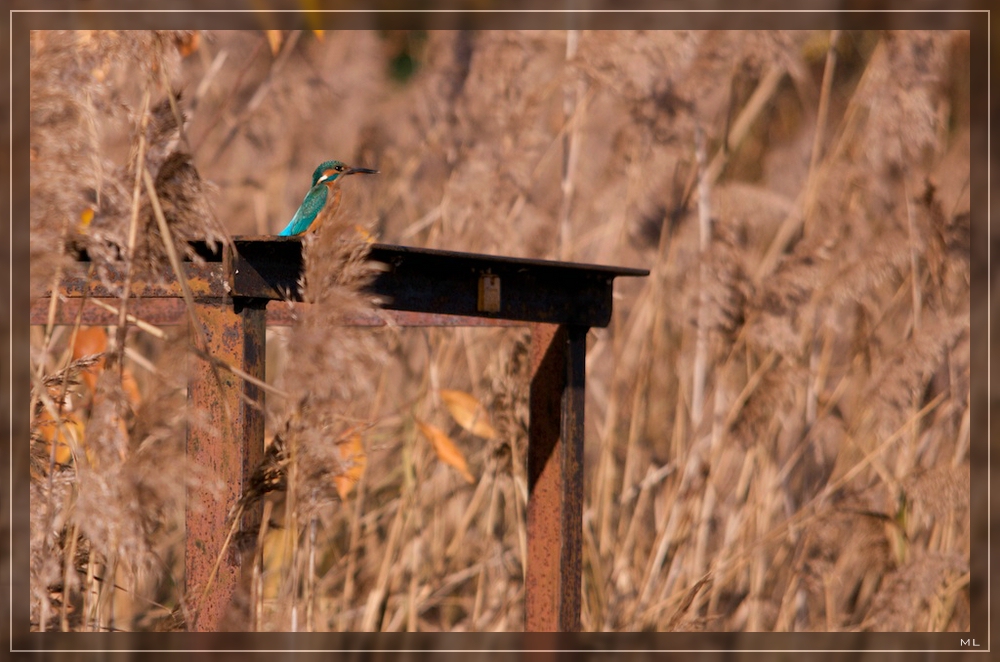 Eisvogel (Alcedo atthis)