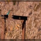 Eisvogel (Alcedo atthis)