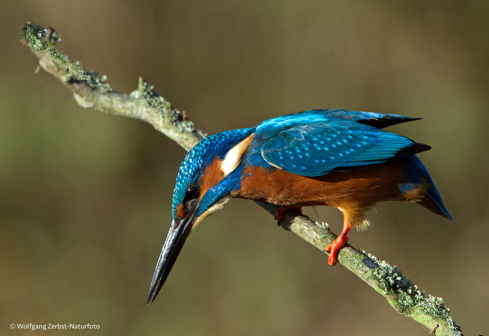 --- Eisvogel ---   (Alcedo atthis )