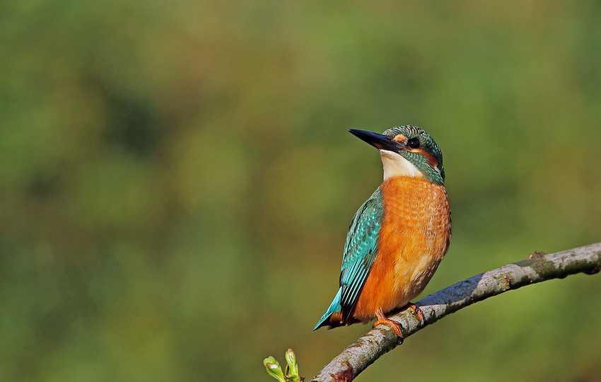 Eisvogel (Alcedo atthis)