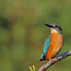 Eisvogel (Alcedo atthis)