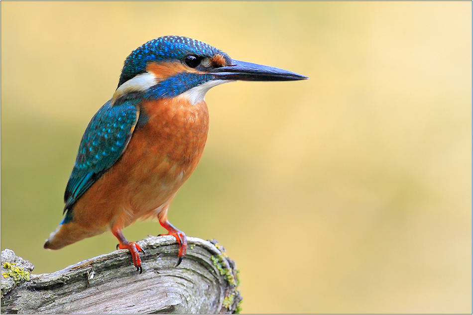 Eisvogel (Alcedo atthis)