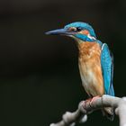 Eisvogel (Alcedo atthis)