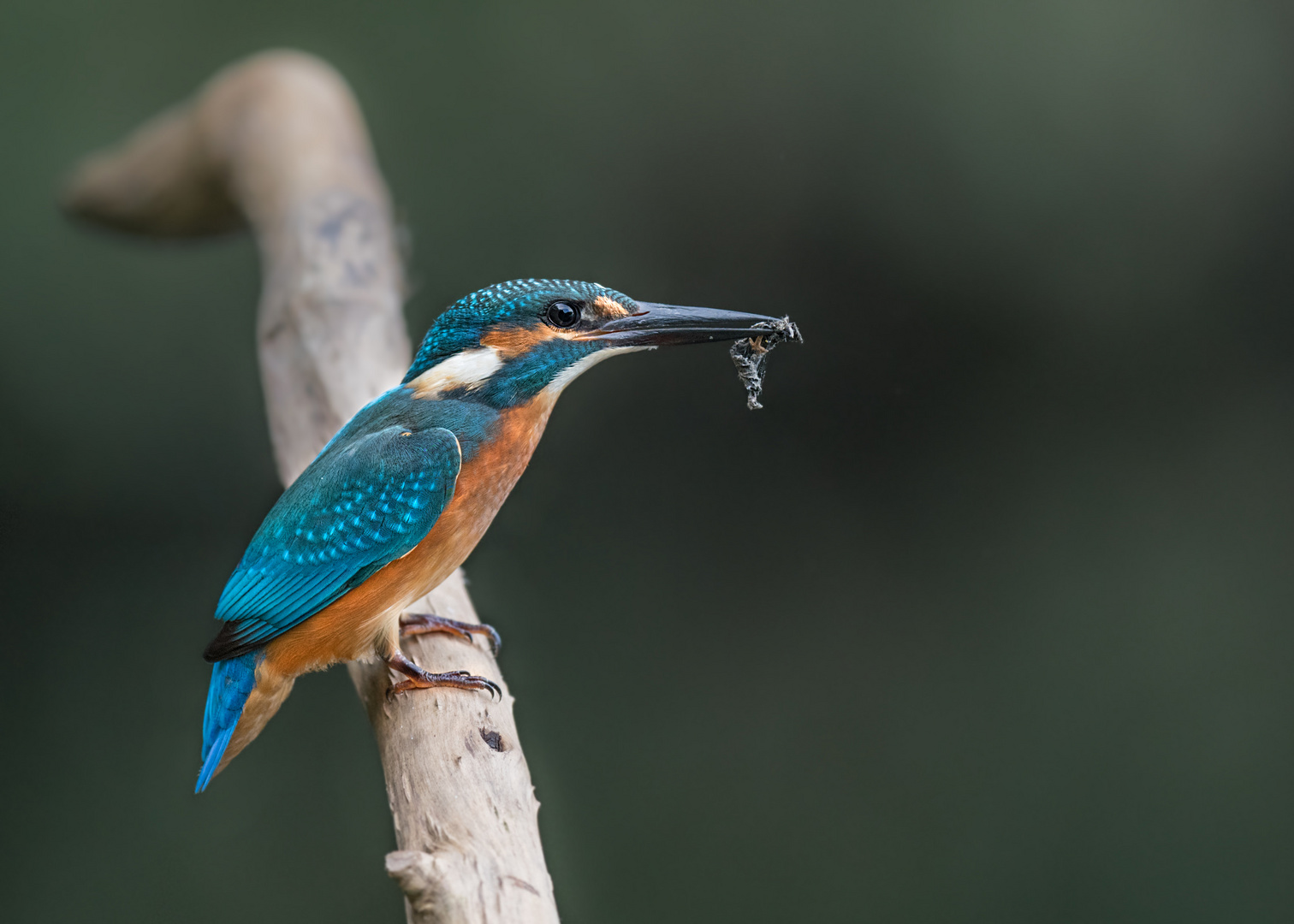 Eisvogel (Alcedo atthis)