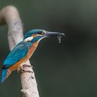 Eisvogel (Alcedo atthis)