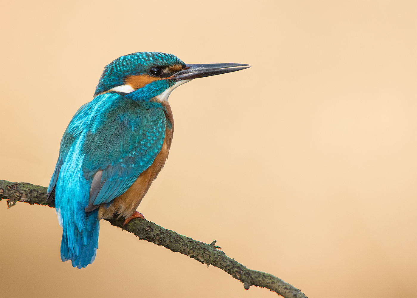 Eisvogel (Alcedo atthis)