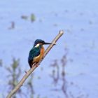 Eisvogel (Alcedo atthis)